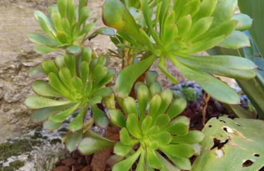 Casa dos Livros - Guest House - Foto 13