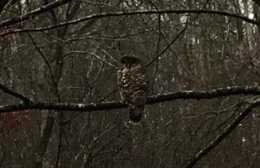 Serene Cabin between Fayetteville& Summerville WV - Foto 50