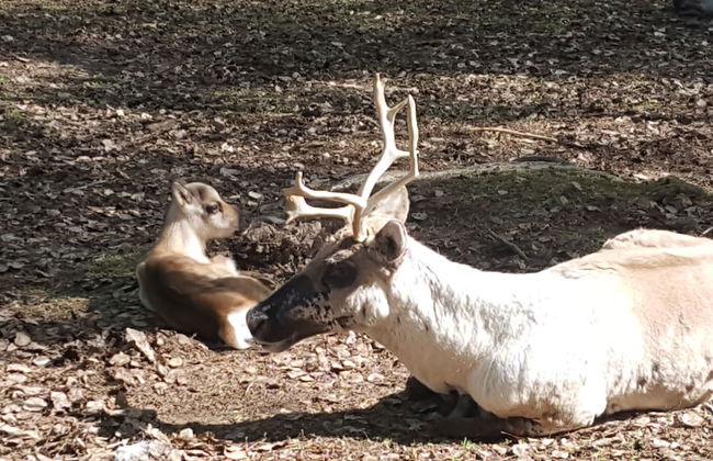 Enjoy your stay in Ranua - Foto 20