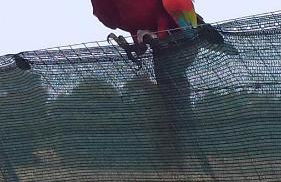 Serenissima - Foto 12