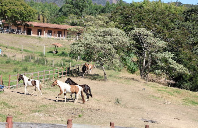 Fazenda Santa Amalia - Foto 53