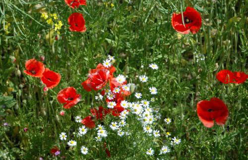 Ferien-am-Gutshof in Velgast - Ferienwohnung in Ostseenähe - Foto 6