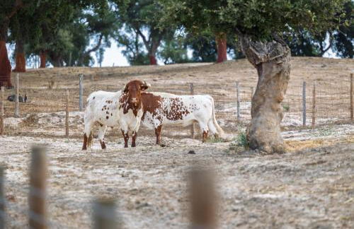 Villas Conde de Murça - Foto 77