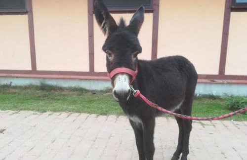 Pensjonat Przy Stajni - Foto 59