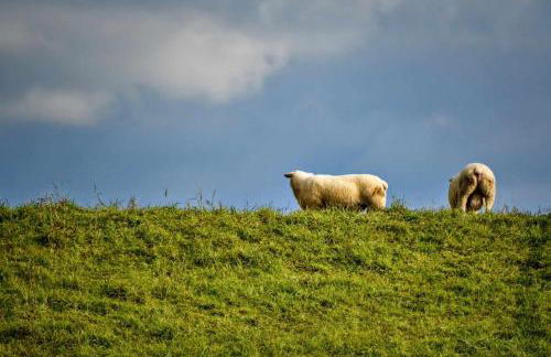 Hasenbau Wesel-Flüren - Foto 23