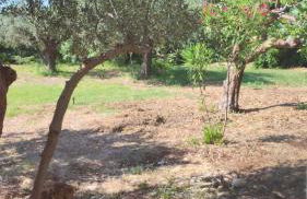 L'uliveto sui Trabocchi - Foto 21