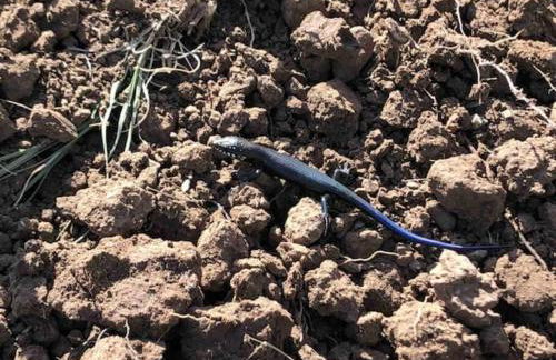 Cottonwood Creek Cabins - Alpine, TX - Foto 34