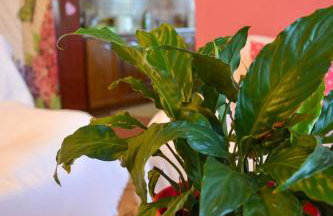 Georgia's Village House - Foto 24