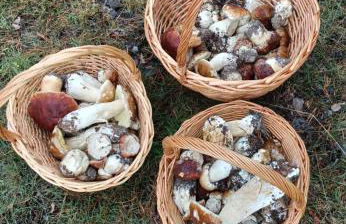 El descanso de las hadas - Foto 3