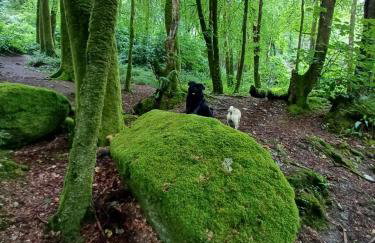The Conifers 3 Room Small but Stylish Self Catering Bedsit Flat in Nature Reserve Free Eden taxi b4 9pm no lounge - Photo 32