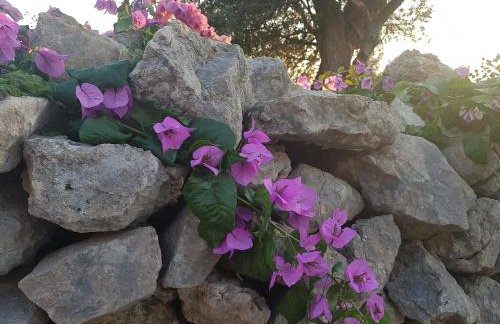 Apartmani Vesna - Foto 39