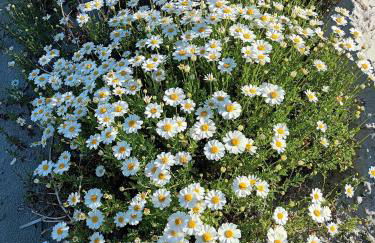 Casa Luna a Porto Pino - Foto 28