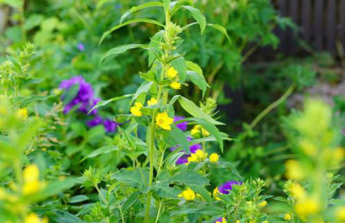 Happywild - Foto 48