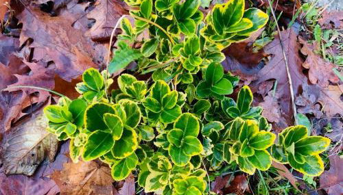 Apartment mit Garten - Garden view - Foto 5, Garden