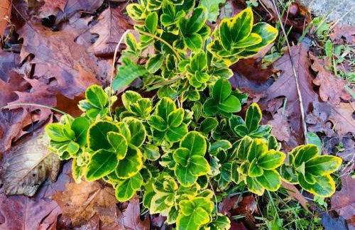 Apartment mit Garten - Garden view - Foto 5