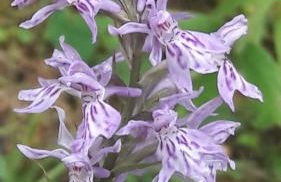 Appartamenti Rì de la Clama Andalo, Barbara - Foto 45