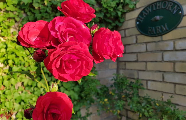 Hawthorn Farm Cottages - Foto 52