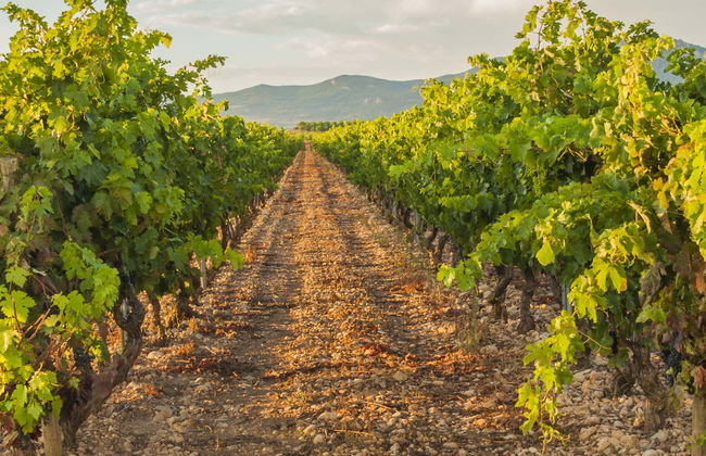 Dominio Lubiano Winery Tour - Photo 1