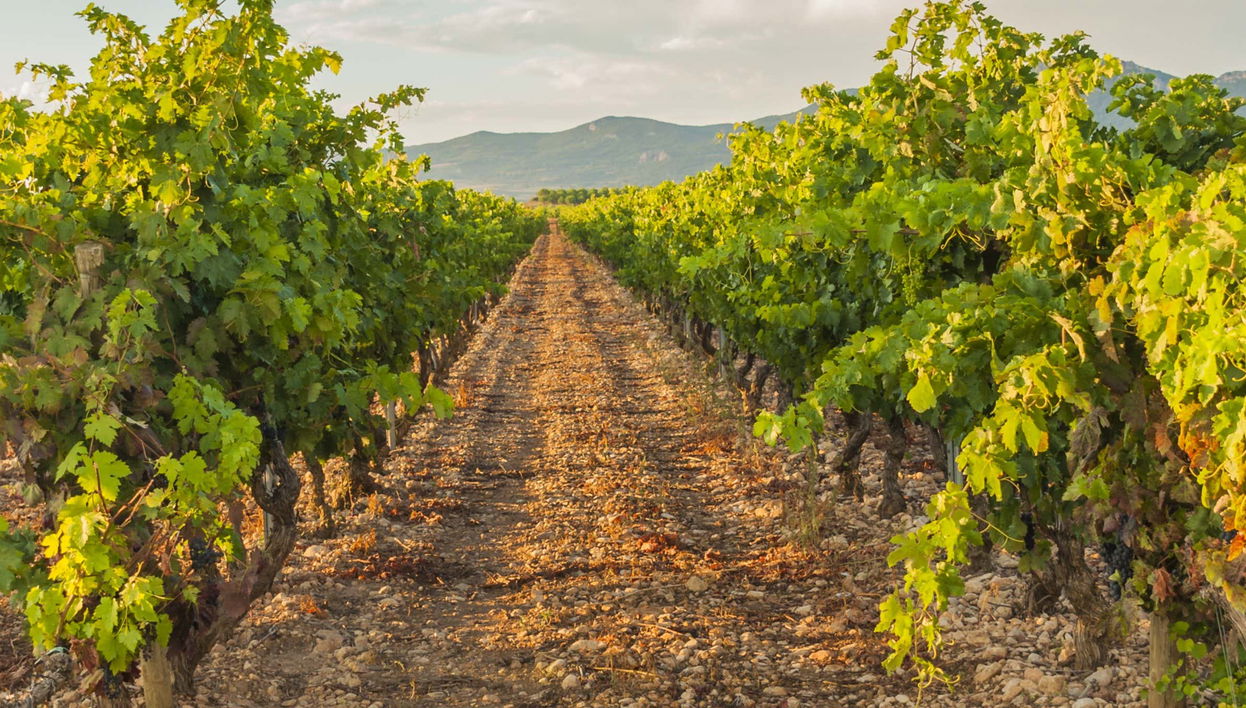 Visita às adegas Dominio Lubiano