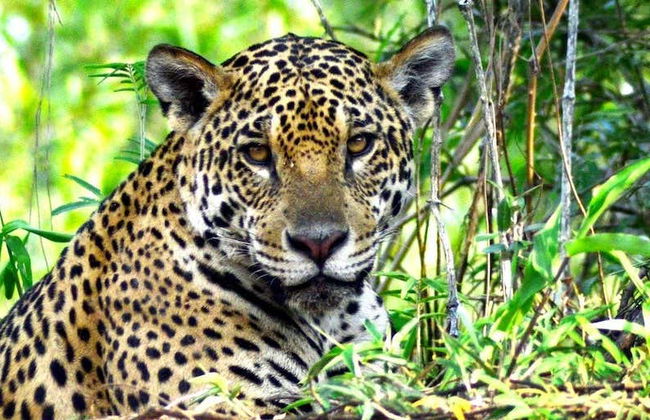 Safari por el pantanal de Mato Grosso - Foto 1