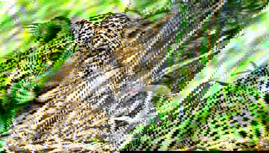 Safari por el pantanal de Mato Grosso