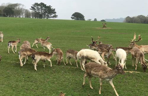 Hendra Retreat Owls Roost Cottage North Cornwall - Foto 19