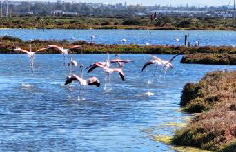 SOL Y PLAYA - Foto 37