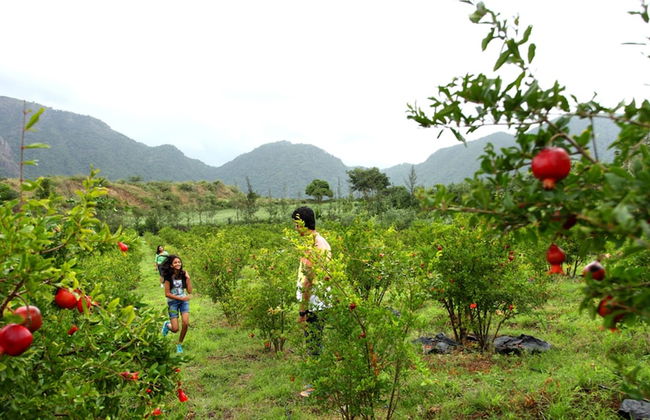 Harvest Fresh Farms - Foto 11