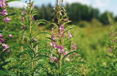 Ferienwohnung Hirschkopf - Foto 11