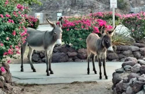 Rockin-River House, waterfront! - Foto 35