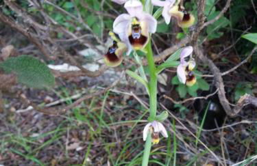 Casa Boi tra montagna e mare - Foto 9