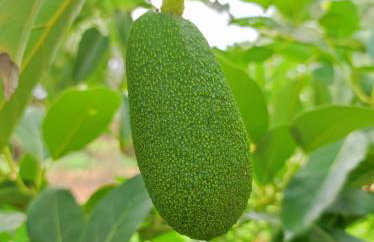 Anatolika Stamatis Paradise - Photo 37