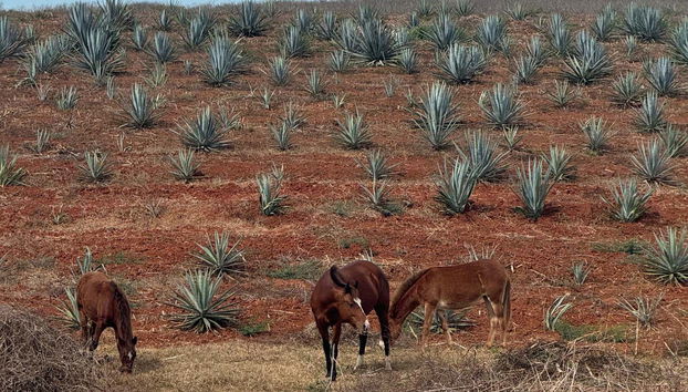 Cavalli del Rancho Mr. Lionso