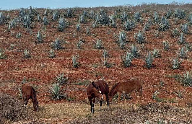 Visita del Rancho Mr. Lionso + Degustazione di mescal - Foto 5