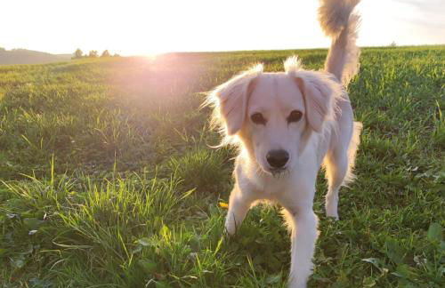 Ferienhof Jungkunz - Foto 9