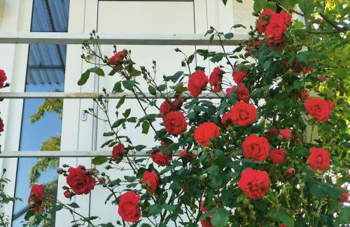 Casa Wilhelm - Foto 1