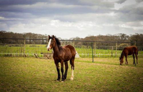 Blackberry Annex. Detached cottage. Rural location - Foto 30