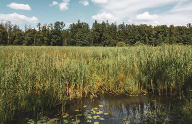 Chatka w lesie - Foto 50