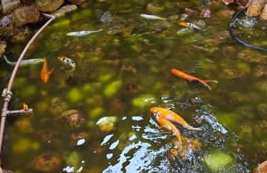 Refugio Namastê - Sheila - Foto 34