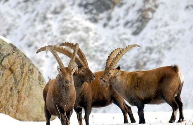 Apartment in Antey With Stunning Mountain Views - Foto 31