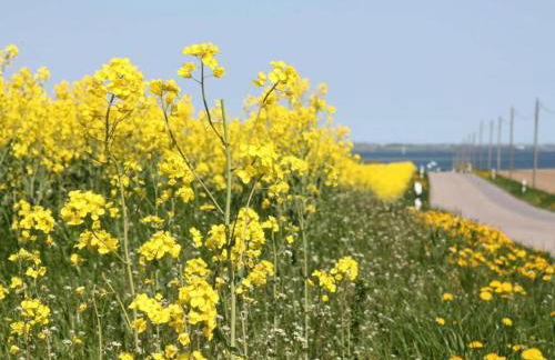 Moderne Ferienwohnung in Kluetz in Strandnahe - Foto 96
