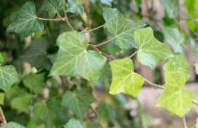 La Casetta nel Borgo a Due Passi dal Mare - Foto 17