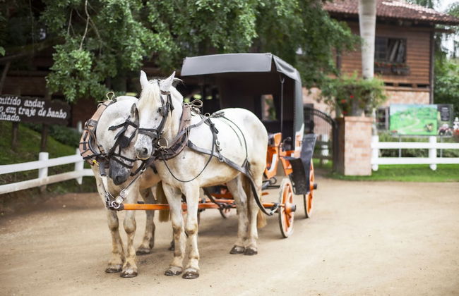 Fazzenda Park Resort - Photo 37