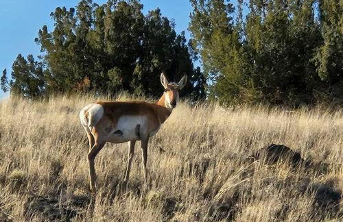 Tiny home near Grand Canyon sleeps 5, epic views! - Photo 24