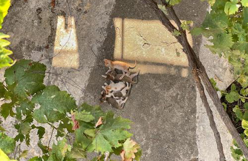 Milionis Manor - Photo 11