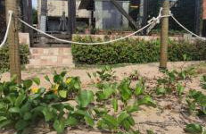 Casa à beira mar de Maragogi com 4 quartos, 4 banheiros e Área Verde - Foto 15