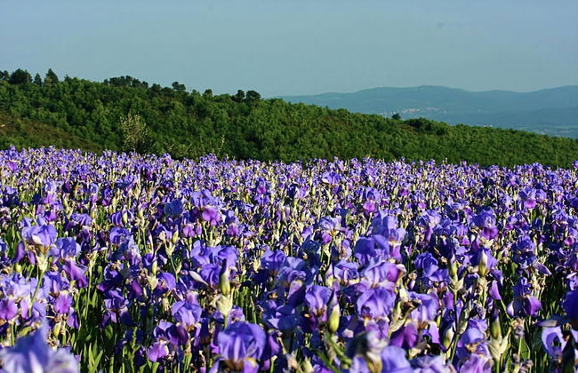 Belvilla by OYO Cottage in Piandisca2 With Terrace - Photo 23