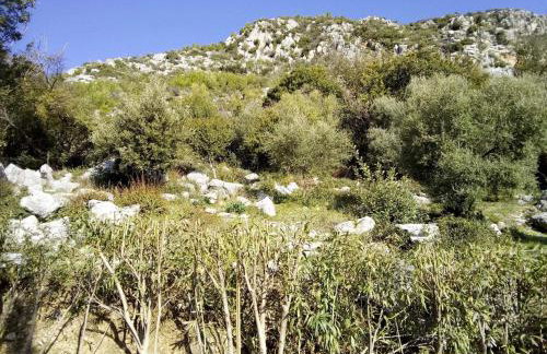 Old Olive house - Foto 9