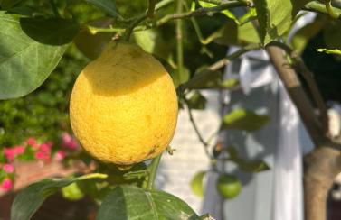 Charming Beachfront Retreat - Foto 33