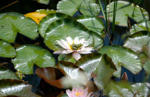 Wilcza Gajowka - Foto 15